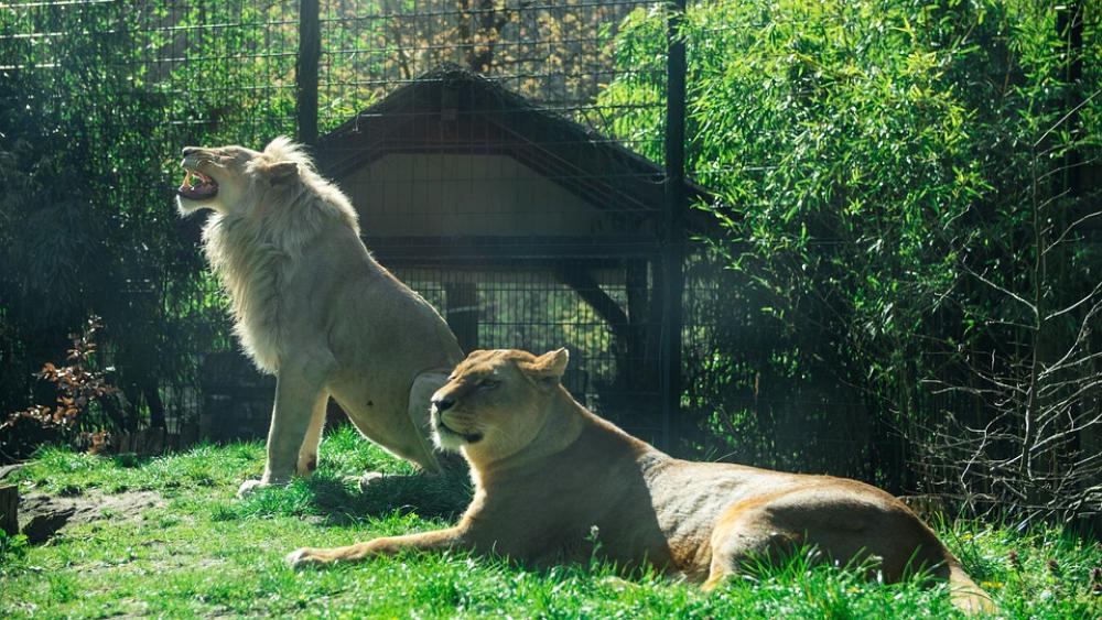 Lion Zoo Dangerous Big Cat Male Female Lion Zoo Dangerous Big Cat Male Female