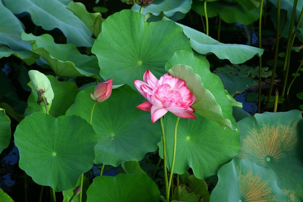 Lotus Plants Nature Pond Green Garden Lotus Plants Nature Pond Green Garden