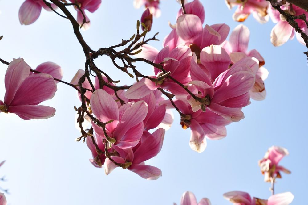 Magnolia Flower Blossom Bloom Nature Petal Plant Magnolia Flower Blossom Bloom Nature Petal Plant