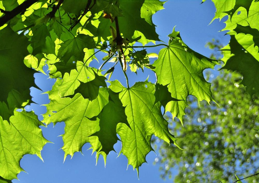 Maple Leaves Leaves Shadow Green Branch Tree Maple Leaves Leaves Shadow Green Branch Tree
