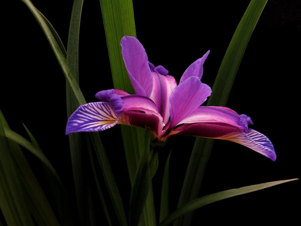 Marsh Iris Iris Versicolor Iris Flower Blue Purple Marsh Iris Iris Versicolor Iris Flower Blue Purple