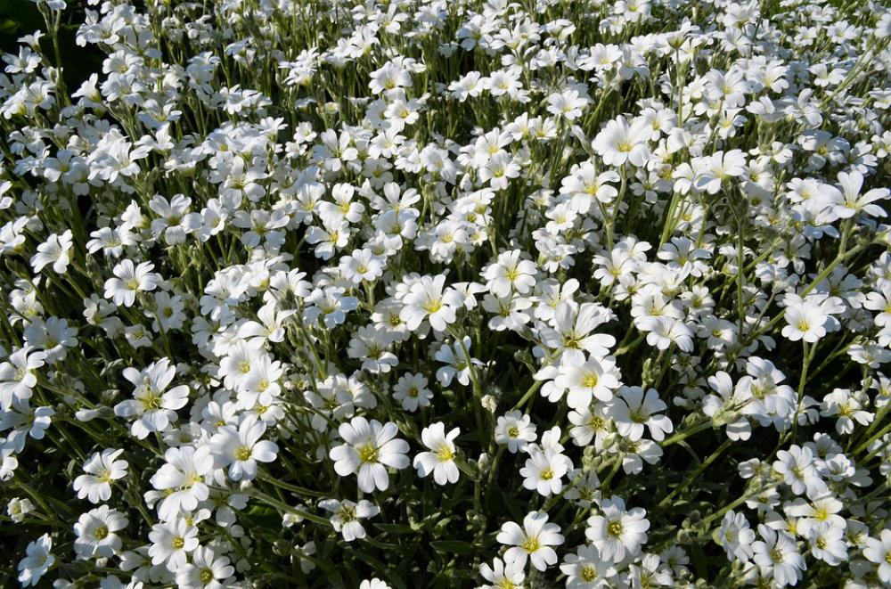 Mézvirág Flower Spring Garden Petal Background Mézvirág Flower Spring Garden Petal Background