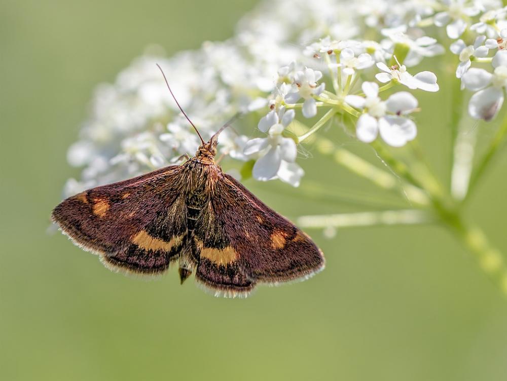 Mint Moth Tiny Micro Nature Small Close Brown Mint Moth Tiny Micro Nature Small Close Brown