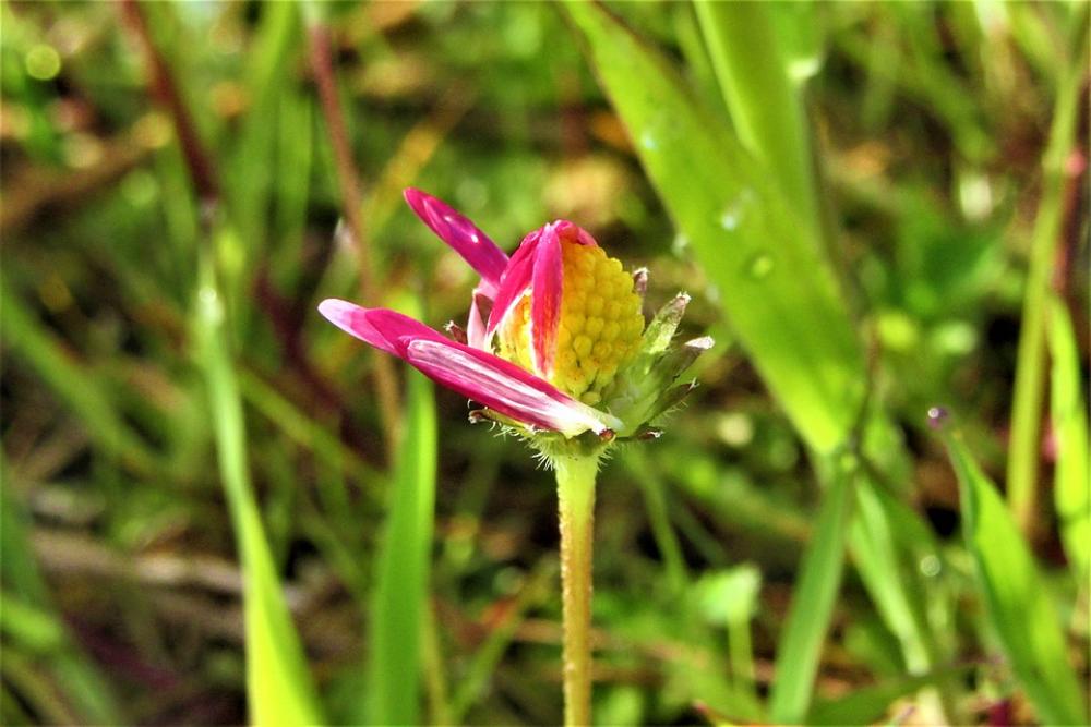 Morning Daisy Pink Open Nature Meadow Spring Morning Daisy Pink Open Nature Meadow Spring