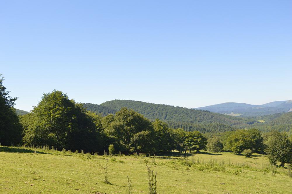 Mountain Meadow Spring Summer Tree Landscape Mountain Meadow Spring Summer Tree Landscape