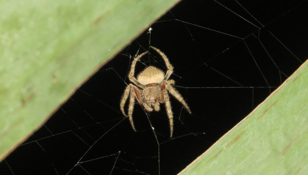 Nature Arachnid Insect Garden Colombia Nature Arachnid Insect Garden Colombia