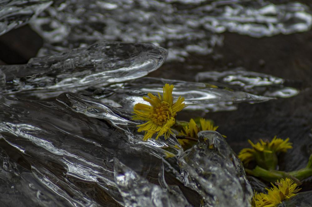 Nature Flower Ice Yellow Winter Cold Nature Flower Ice Yellow Winter Cold