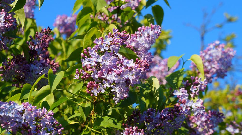 Nature Plants Violet Flowers Without Spring Nature Plants Violet Flowers Without Spring