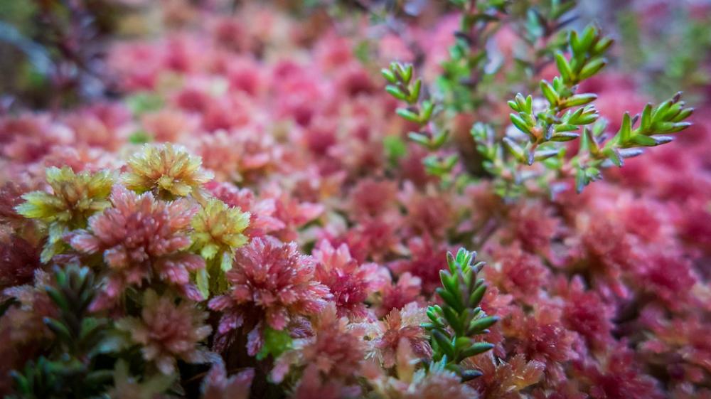 Nature Autumn Moss Seasonal Macro Environment Nature Autumn Moss Seasonal Macro Environment