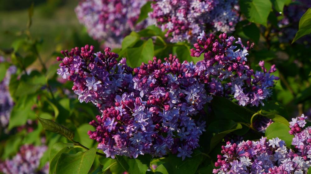 Nature Plants Flourishing Twigs Without Violet Nature Plants Flourishing Twigs Without Violet