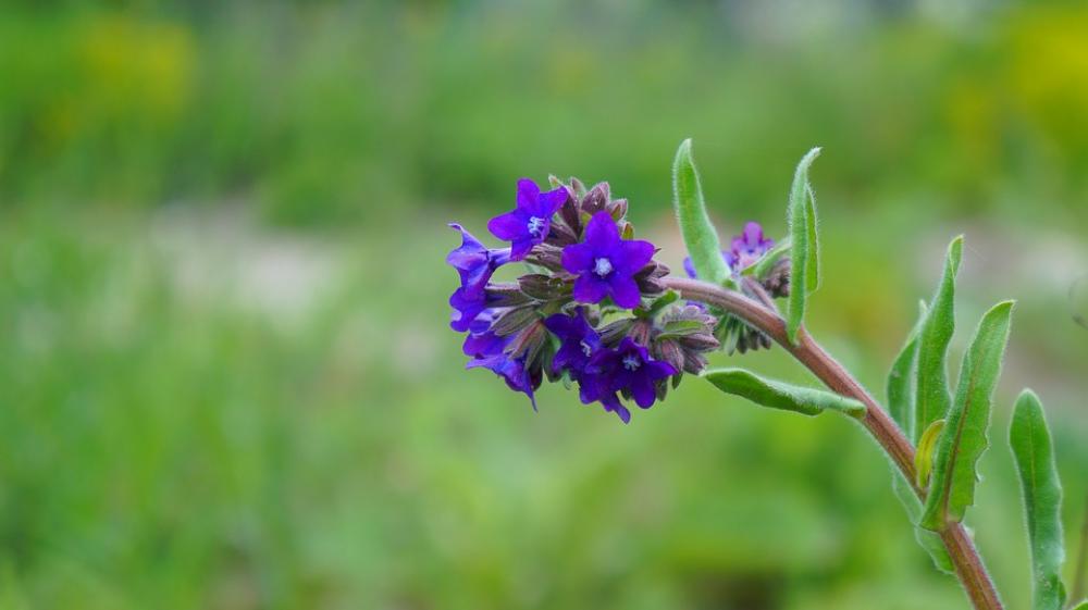 Nature Plants Flower Blue Flourishing Sprig Nature Plants Flower Blue Flourishing Sprig