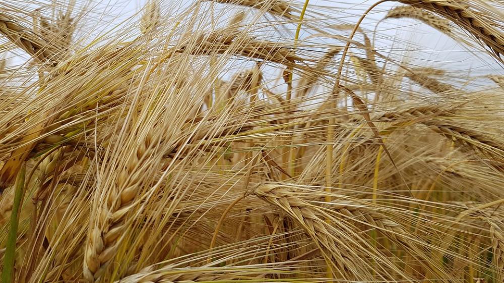 Nature Cereals Field Agriculture Landscape Summer Nature Cereals Field Agriculture Landscape Summer