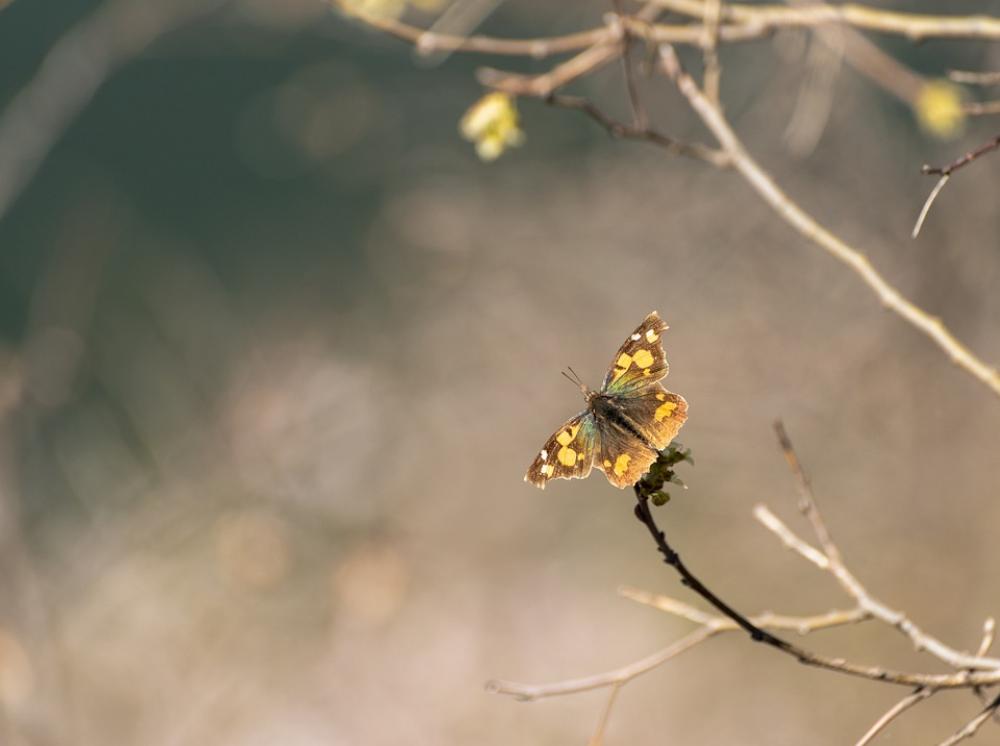 Nature Butterfly Flower Outdoor Spring Yellow Nature Butterfly Flower Outdoor Spring Yellow