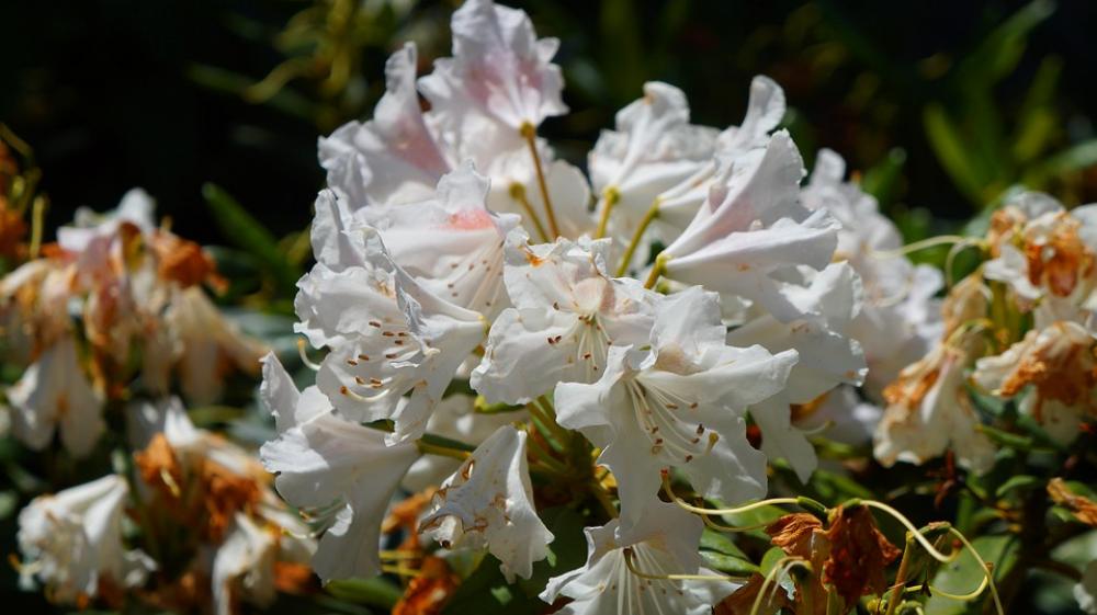 Nature Plants Flowers Rhododendron Azalea Garden Nature Plants Flowers Rhododendron Azalea Garden