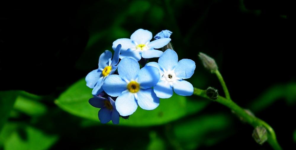 Nots Flowers Blue Garden Spring Nature Closeup Nots Flowers Blue Garden Spring Nature Closeup