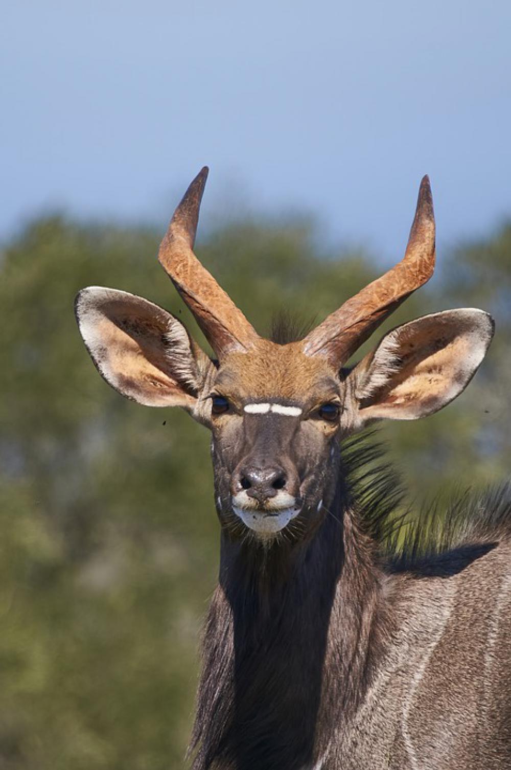 nyala-antelope-south-africa-nyala-bull-horns-head-image-finder