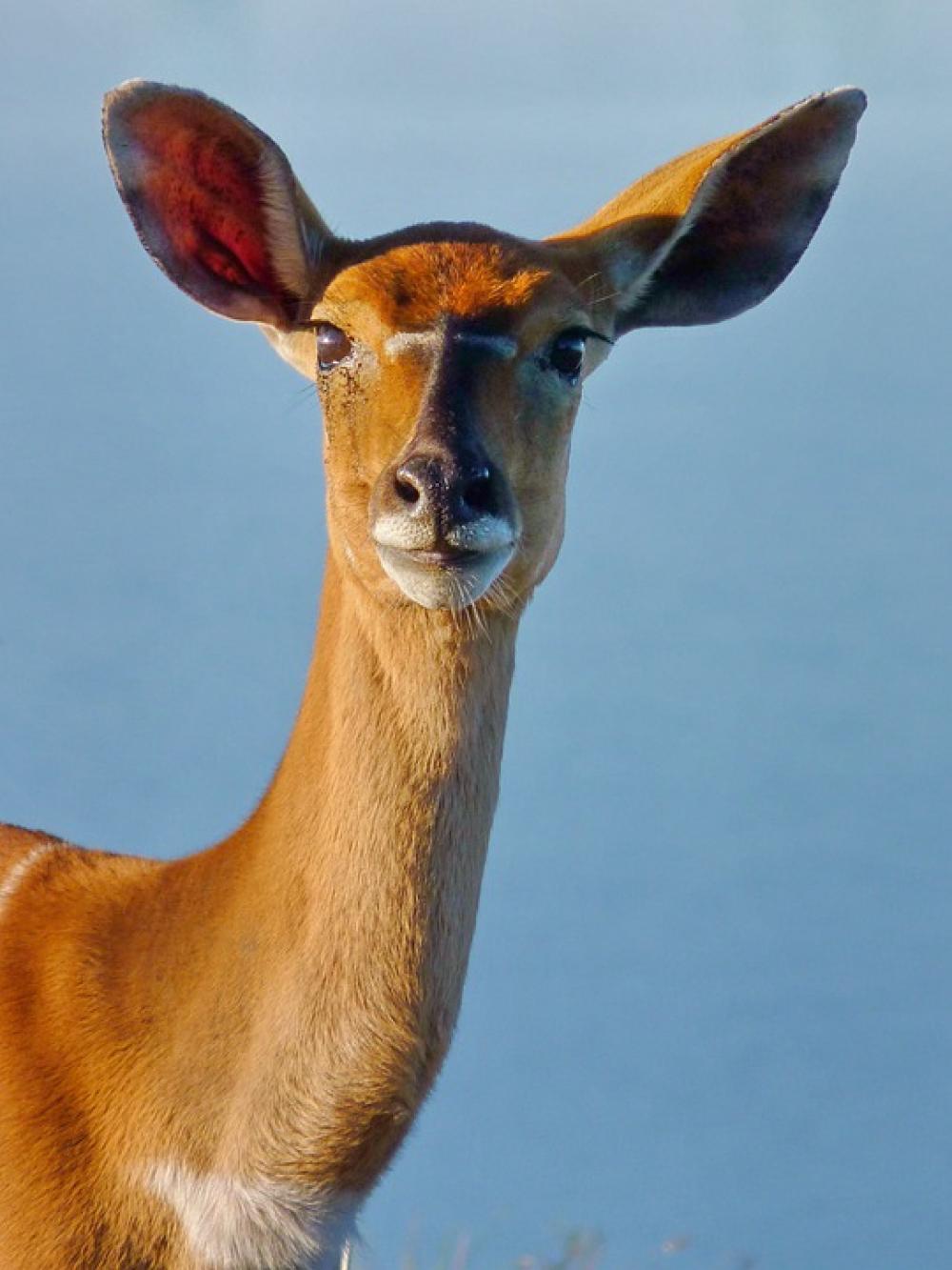 Nyala Antelope Animal Mammal Animal World Nyala Antelope Animal Mammal Animal World