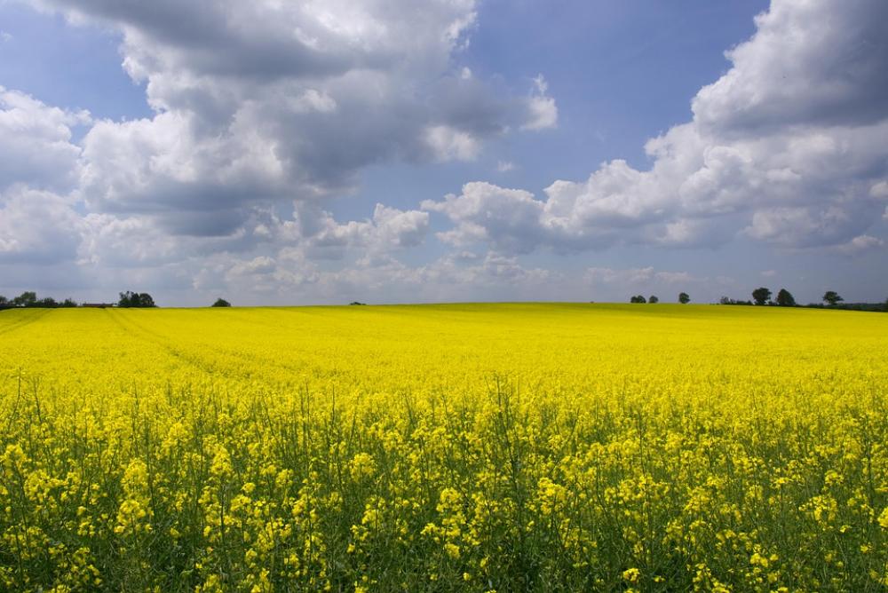 Oilseed Rape Field Of Rapeseeds Nature Landscape Oilseed Rape Field Of Rapeseeds Nature Landscape