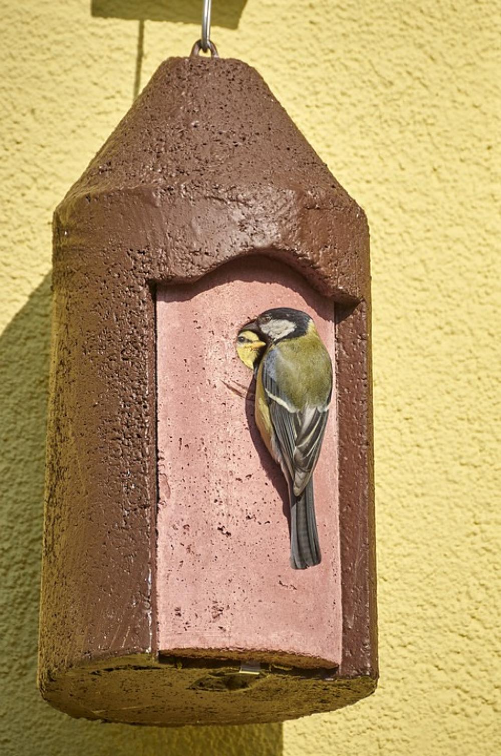 Old Young Bird Blue Tit Care Blue Yellow Old Young Bird Blue Tit Care Blue Yellow