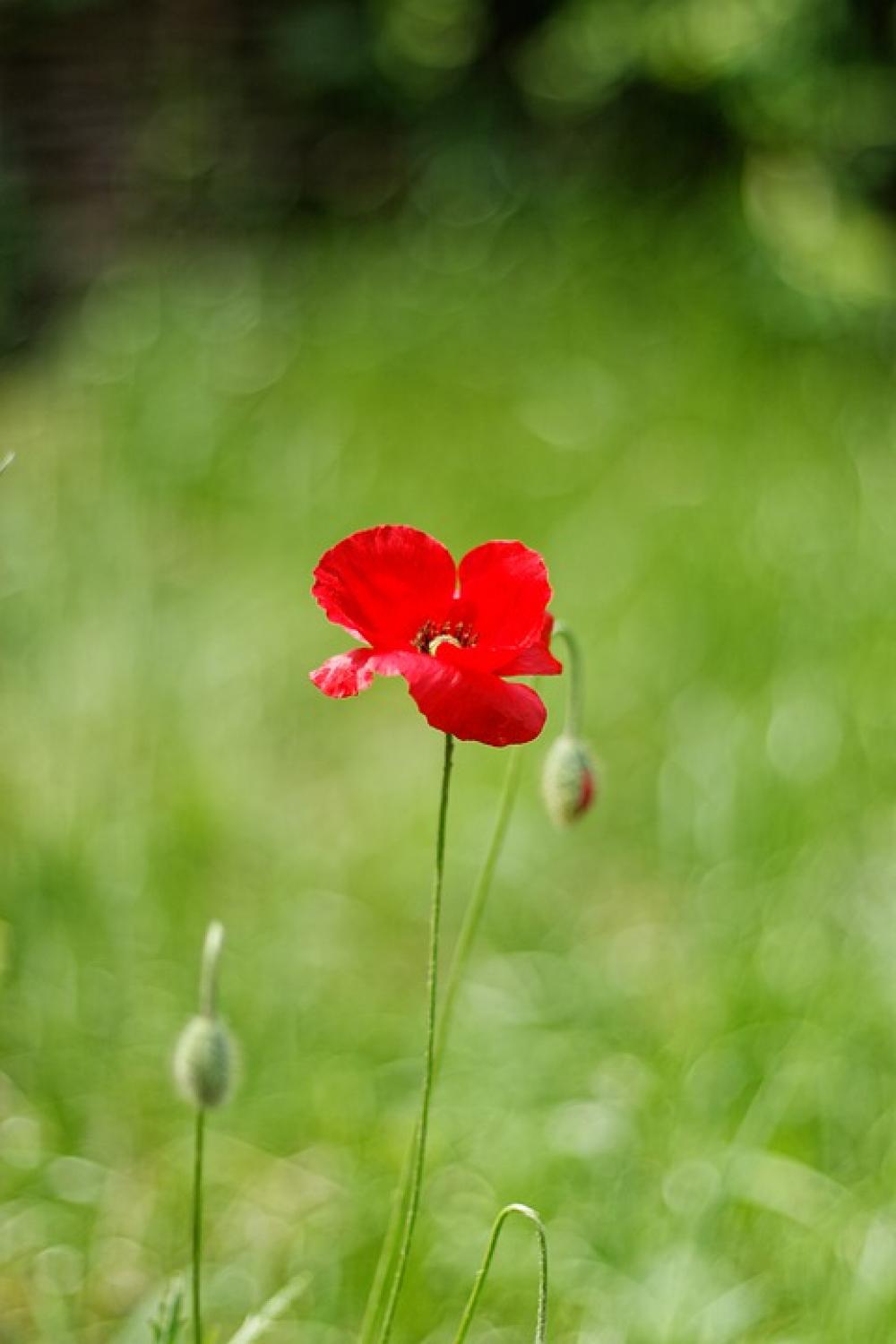One Flower Red Poppy Spring Red Flower One Flower Red Poppy Spring Red Flower
