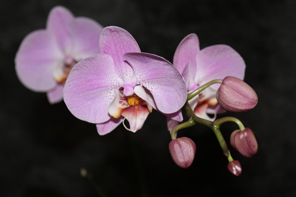 Orchid Flora Flowering Beautiful Pink Phalaenopsis Orchid Flora Flowering Beautiful Pink Phalaenopsis