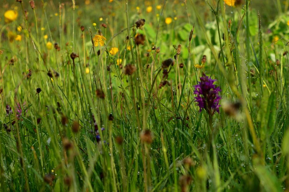 Orchid Meadow Spring Blossom Bloom Nature Grass Orchid Meadow Spring Blossom Bloom Nature Grass
