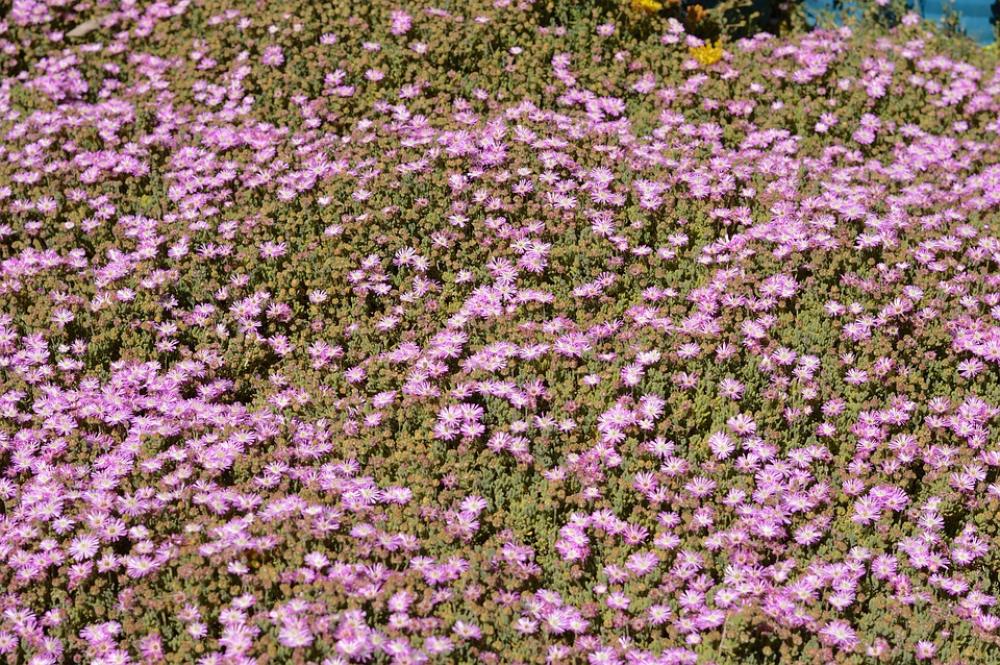 Outdoors Botany Beautiful Floral Summer Foreground Outdoors Botany Beautiful Floral Summer Foreground