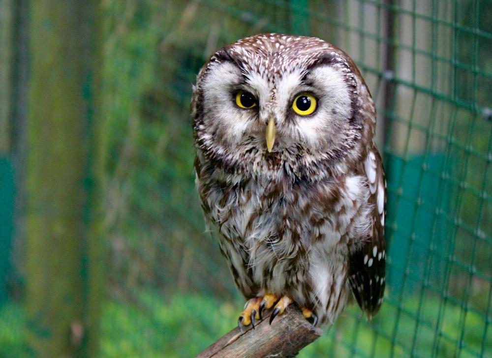 Owl Tawny Owl Bird Animal Night Cub Zoo Cage Owl Tawny Owl Bird Animal Night Cub Zoo Cage