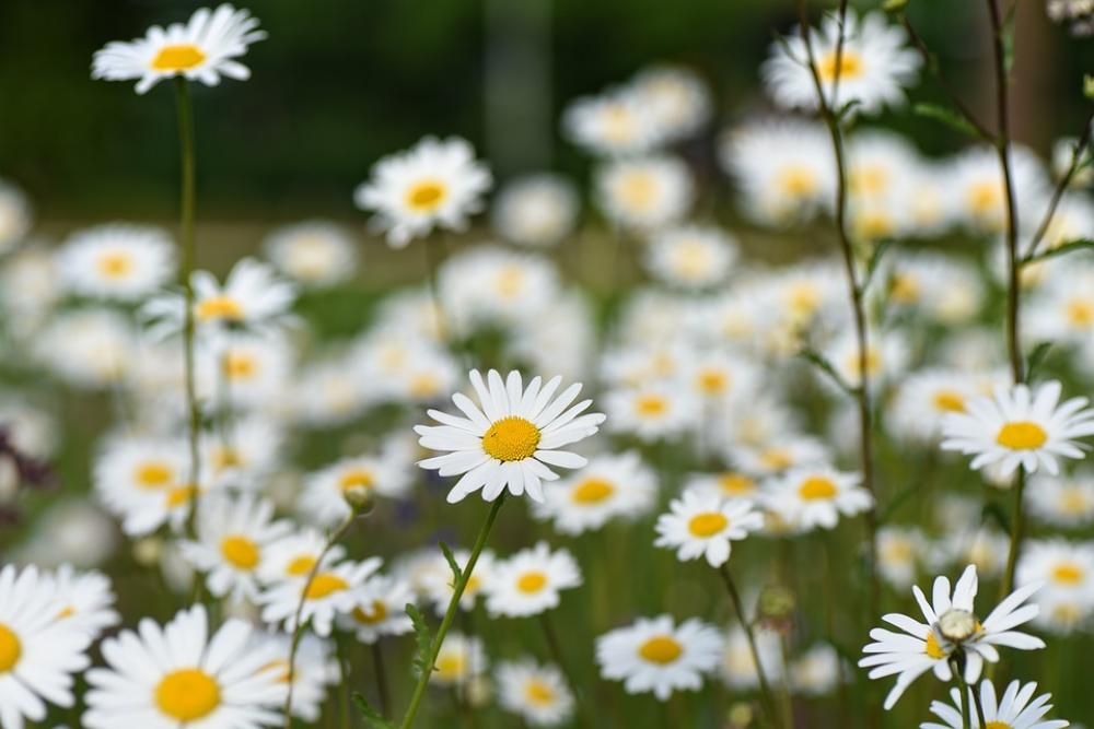 Ox-Eye Daisy Common Daisy Daisy Leucanthemum Vulgare Ox-Eye Daisy Common Daisy Daisy Leucanthemum Vulgare
