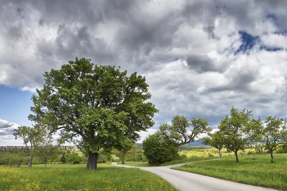 Panorama Tree Spring Landscape Nature Sky Clouds Panorama Tree Spring Landscape Nature Sky Clouds