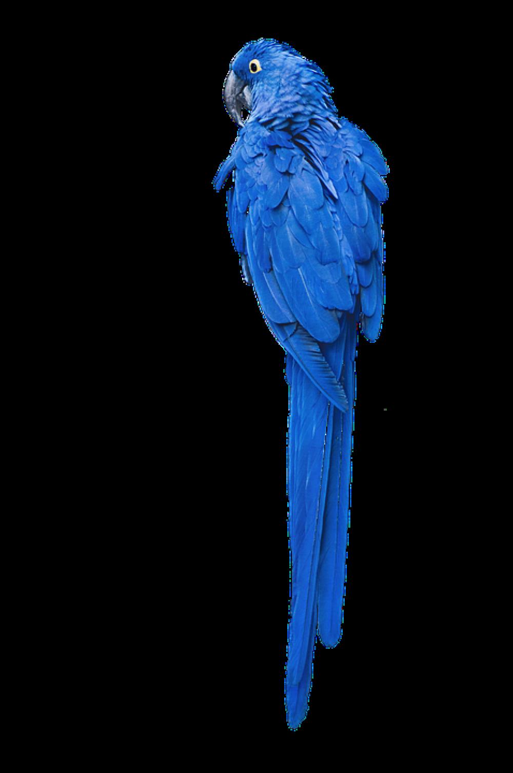 Parrot Bird Macaw Bird Blue From The Rear Animal Parrot Bird Macaw Bird Blue From The Rear Animal