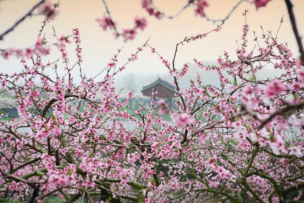 Peach Blossom Landscape Spring Nature Plants Trees Peach Blossom Landscape Spring Nature Plants Trees