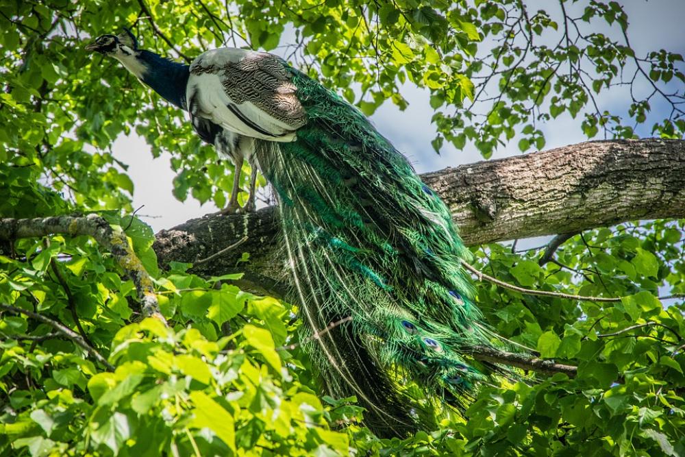 Peacock Bird Feather Colorful Colors Elegant Tree Peacock Bird Feather Colorful Colors Elegant Tree