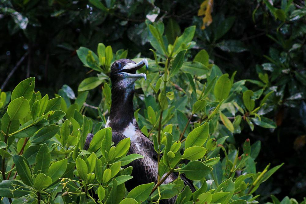 Pelican Bird Of Sea Seagull Ave Sea Nature Peak Pelican Bird Of Sea Seagull Ave Sea Nature Peak