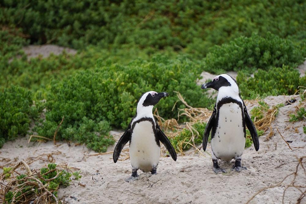 Penguins Bird Boulders Beach South Africa Penguins Bird Boulders Beach South Africa