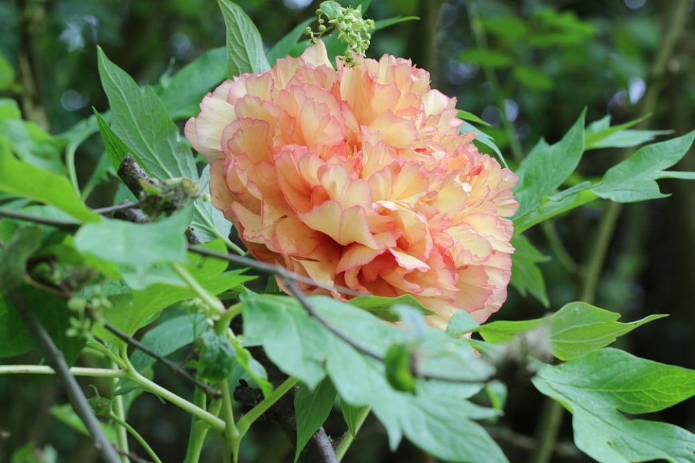Peony Flower Garden Yellow Color Shrub Peony Flower Garden Yellow Color Shrub