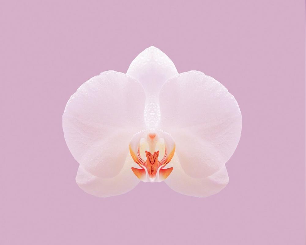 Pink Orchid Nature Flower White Pink Orchid Nature Flower White