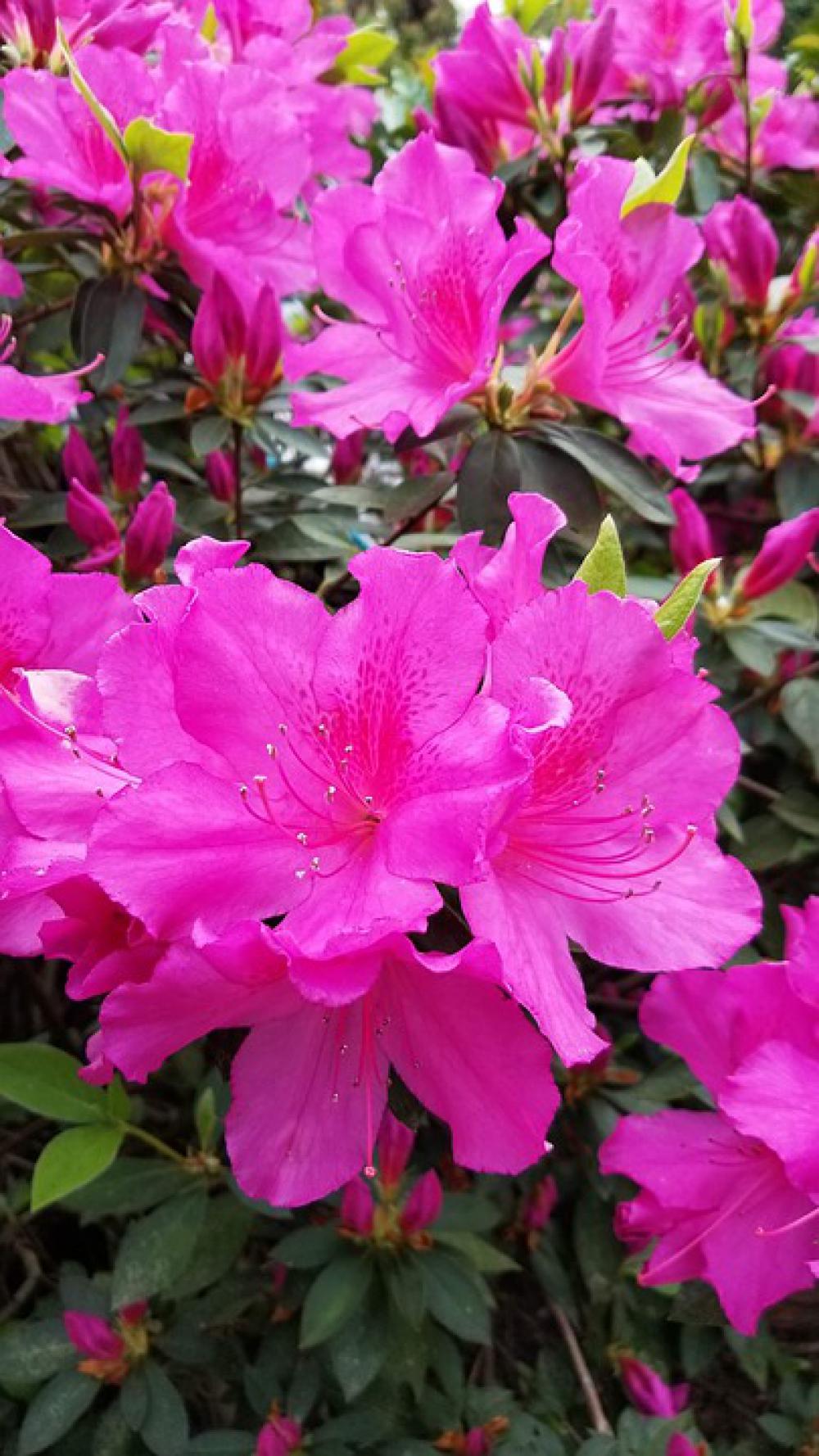 Pink Azalea Spring Flowers Nature Pink Azalea Spring Flowers Nature