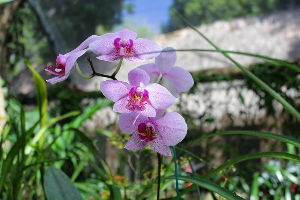Pink Flowers Nature Spring Blossom Bloom Summer Pink Flowers Nature Spring Blossom Bloom Summer
