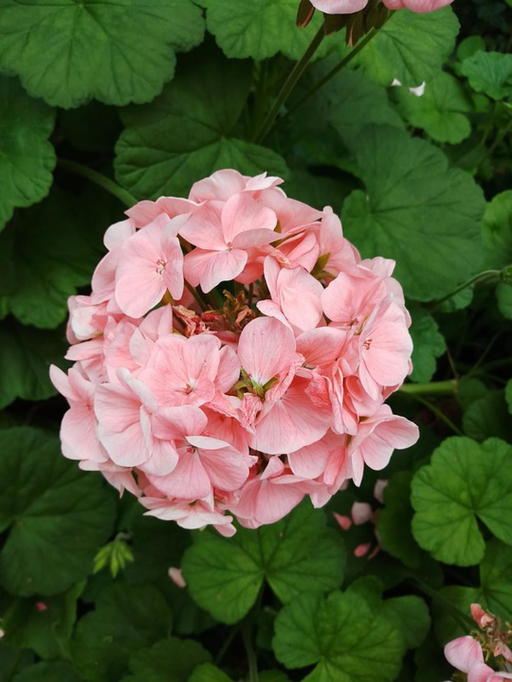 Pink Flowers Bloom Nature Pink Flowers Bloom Nature