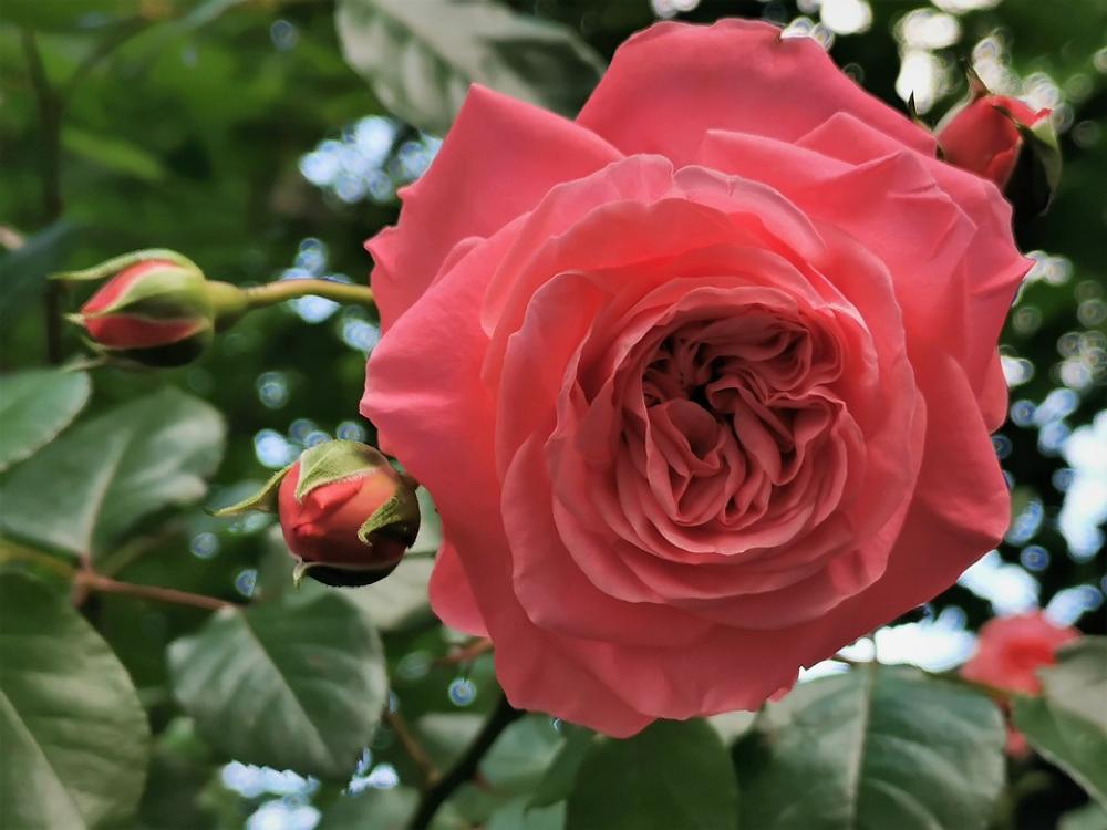Pink Rose Flower Blooming Romantic Nature Outdoor Pink Rose Flower Blooming Romantic Nature Outdoor