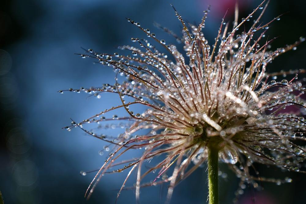 Plant Dewdrop Dew Pasqueflower Beaded Raindrop Plant Dewdrop Dew Pasqueflower Beaded Raindrop