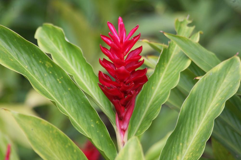 Plant Flower Nature Garden Red Flora Plant Flower Nature Garden Red Flora