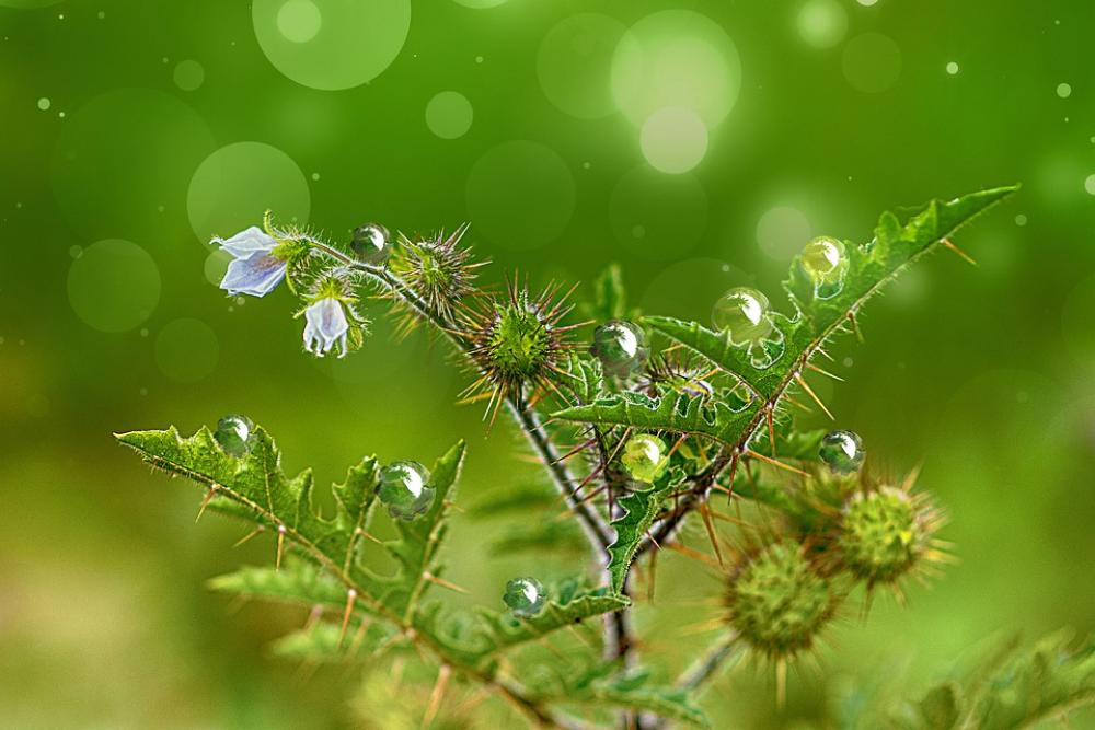 Plant Thorns Green Flower Nature Botany Garden Plant Thorns Green Flower Nature Botany Garden