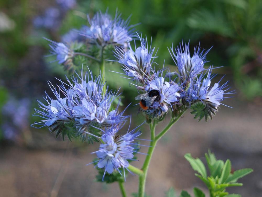 Pointed Flower Wild Flower Nature Meadow Plant Pointed Flower Wild Flower Nature Meadow Plant