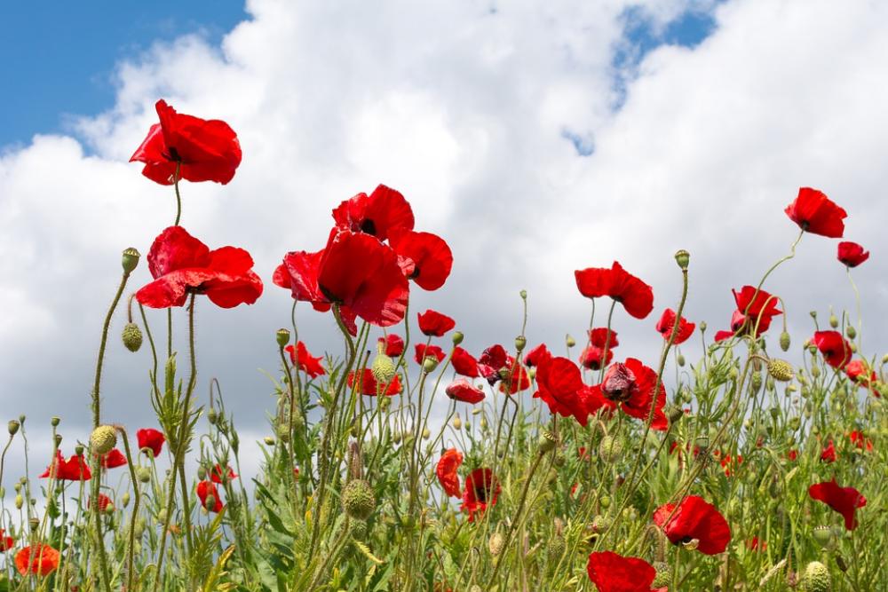 Poppies Red Flower Flowers Plants Poppy Green Poppies Red Flower Flowers Plants Poppy Green