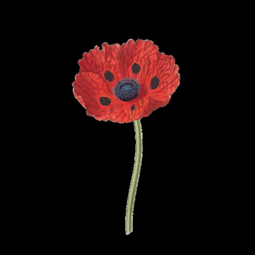 Poppy Flower Plant Blossom Bloom Poppy Flower Plant Blossom Bloom