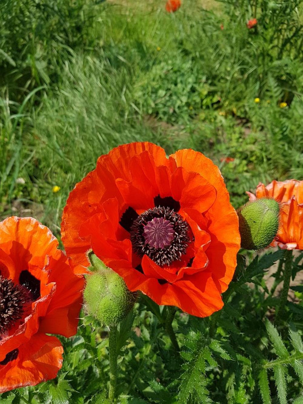 Poppy Plant Flower Red Blossom Bloom Klatschmohn Poppy Plant Flower Red Blossom Bloom Klatschmohn