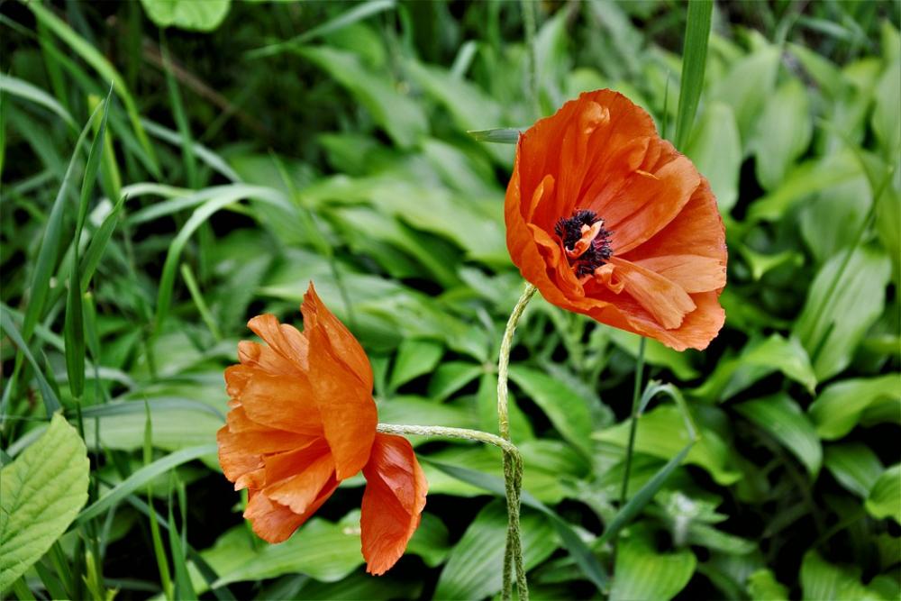 Poppy Poppy Flowers Red Blossom Bloom Closeup Poppy Poppy Flowers Red Blossom Bloom Closeup