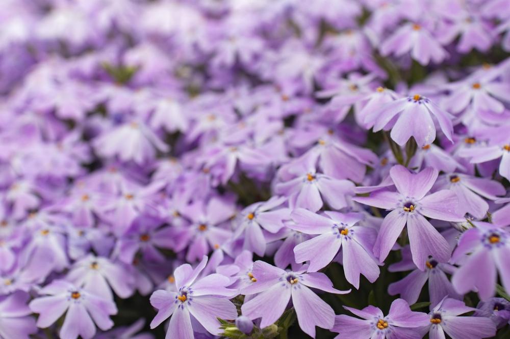 Purple Flower Bloom Nature Blossom Plant Garden Purple Flower Bloom Nature Blossom Plant Garden